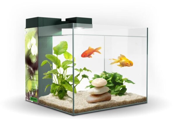 ACUARIO ZENEO 30 OBSESION***